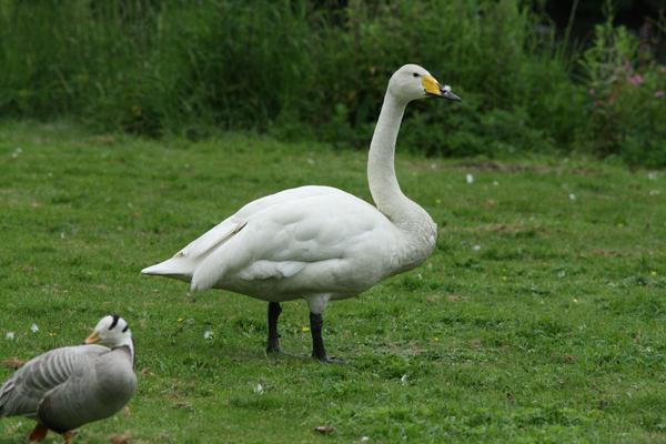 Bewick's Swan