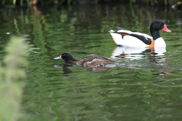 Black-headed Duck