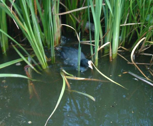Common Coot Common Coot