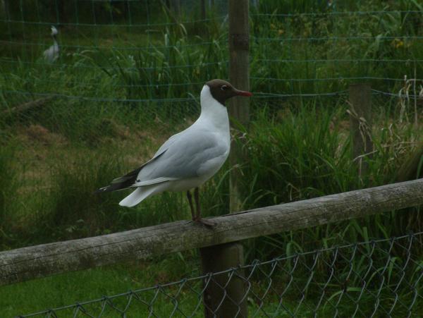Black-headed Gull Black-headed Gull