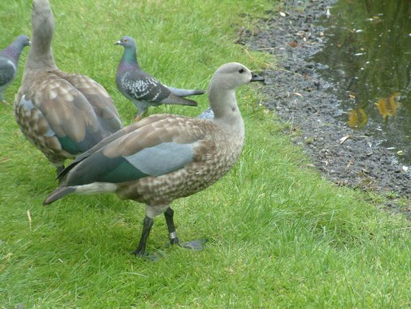 Blue-winged Goose Blue-winged Goose