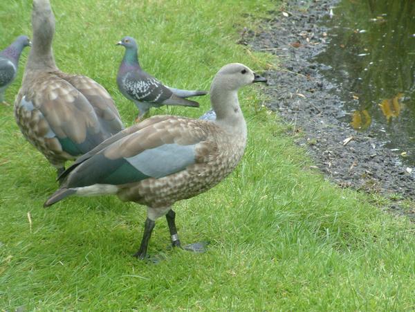 Blue-winged Goose