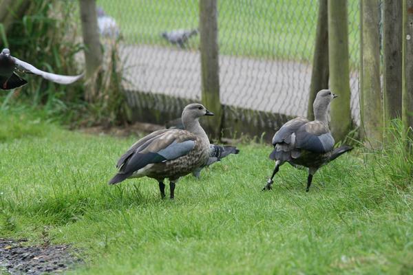 Blue-winged Goose Blue-winged Goose