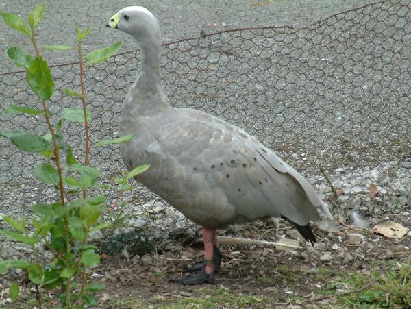 Cape Barren Goose