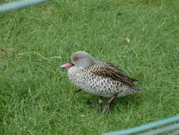 Cape Teal