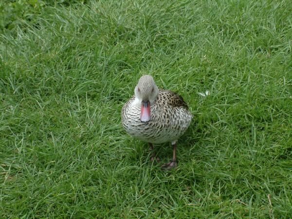 Cape Teal