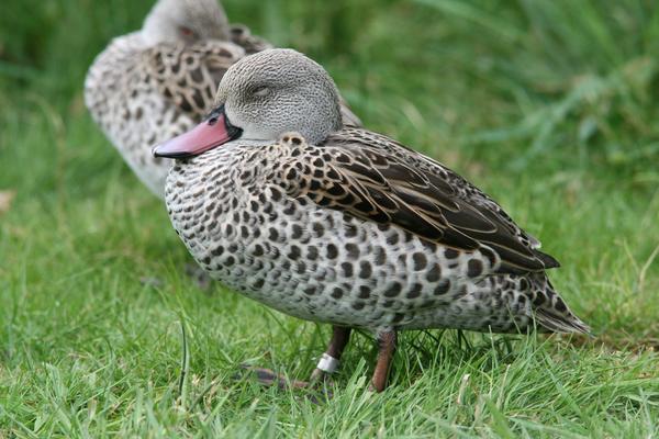 Cape Teal Cape Teal