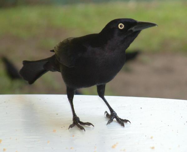 Carib Grackle Carib Grackle