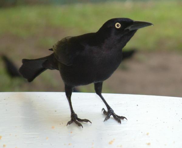 Carib Grackle