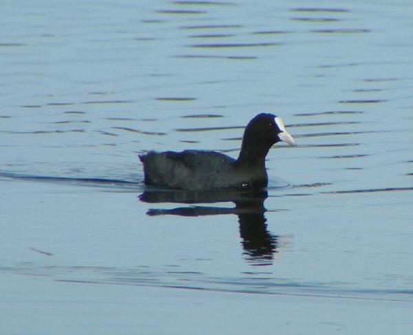 Common Coot Common Coot