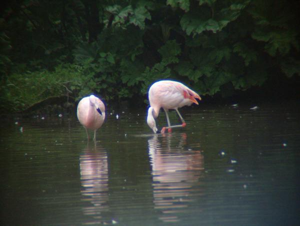 Chilean Flamingo Chilean Flamingo