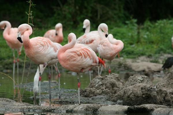 Chilean Flamingo