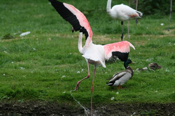 Greater Flamingo