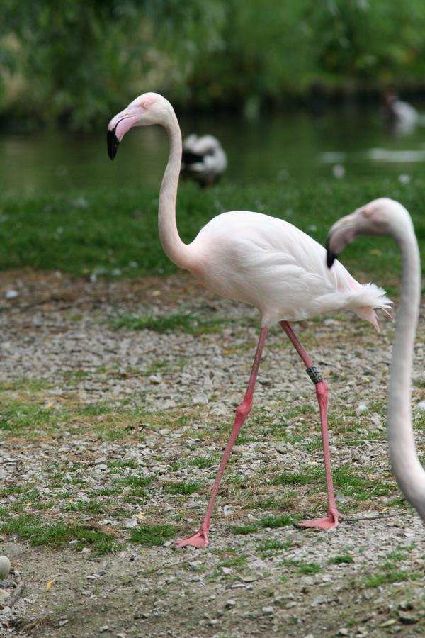 Greater Flamingo Greater Flamingo