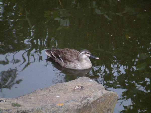 Chinese Spot-billed Duck