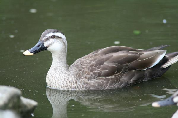 Chinese Spot-billed Duck