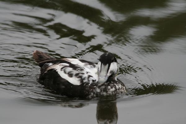 Common Eider