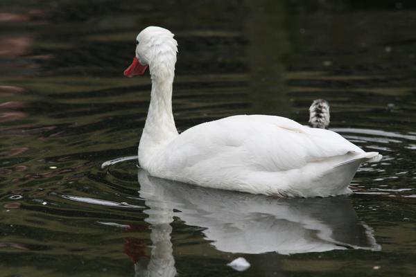 Coscoroba Swan