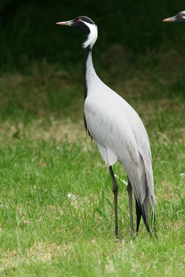 Demoiselle Crane Demoiselle Crane