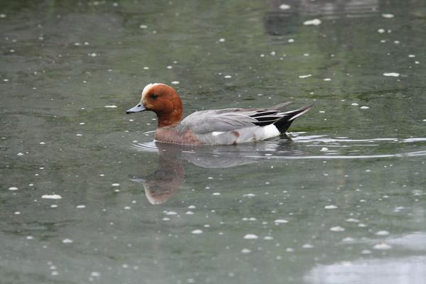 Eurasian Wigeon Eurasian Wigeon