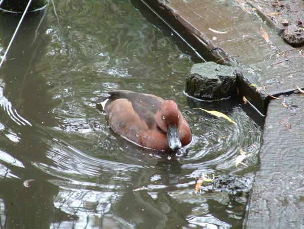 Ferruginous Duck Ferruginous Duck