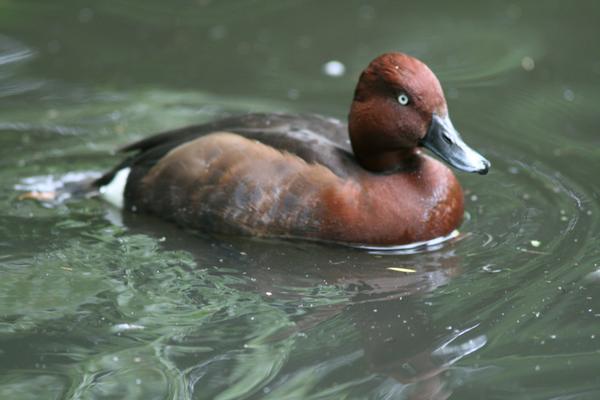 Ferruginous Duck Ferruginous Duck