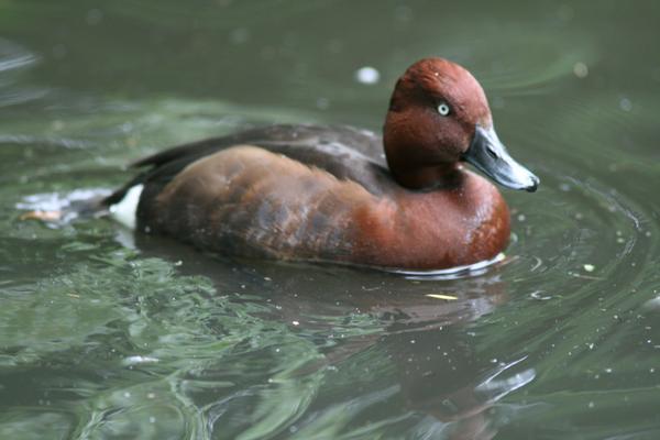 Ferruginous Duck