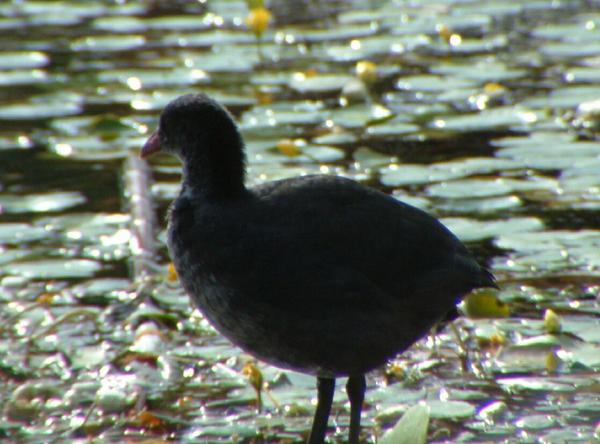 Common Moorhen Common Moorhen