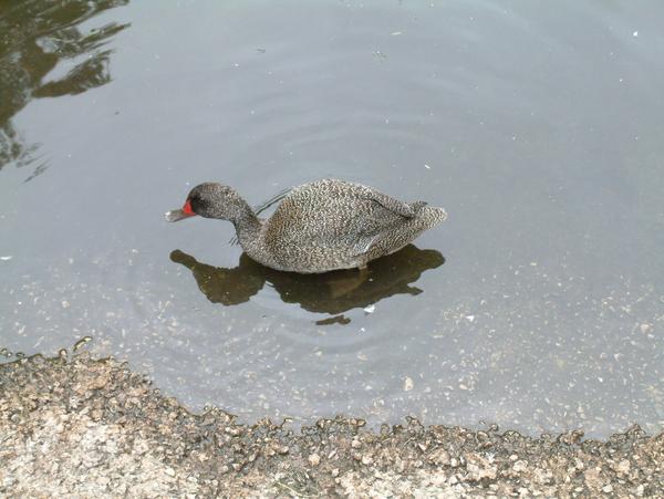 Freckled Duck Freckled Duck