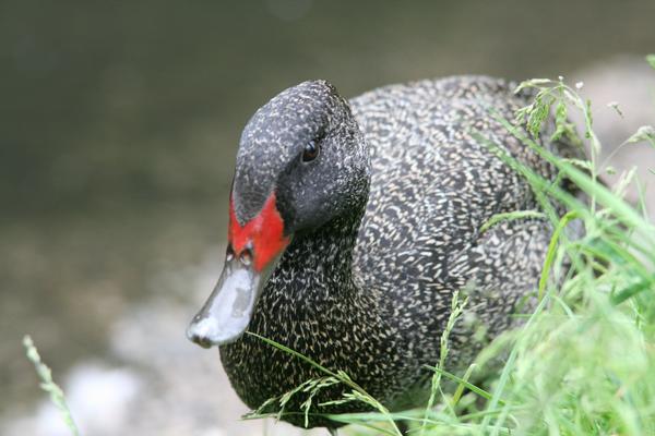 Freckled Duck Freckled Duck