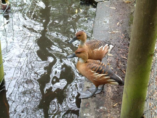 Fulvous Whistling Duck Fulvous Whistling Duck