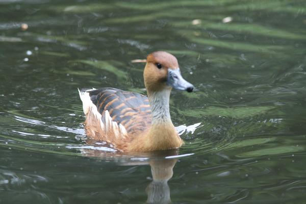 Fulvous Whistling Duck Fulvous Whistling Duck