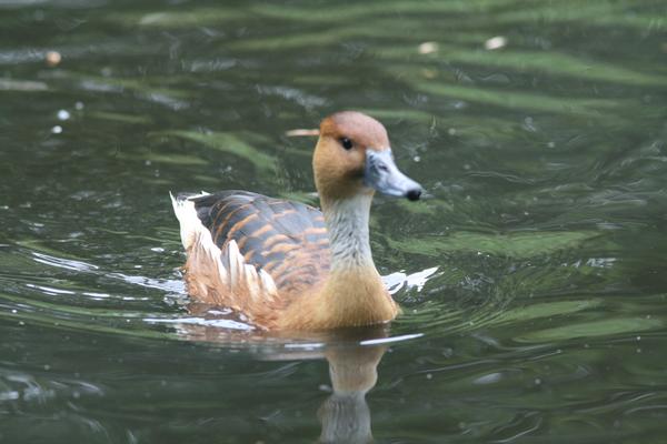 Fulvous Whistling Duck