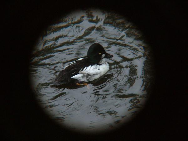 Common Goldeneye