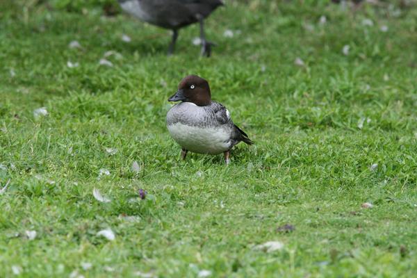 Common Goldeneye