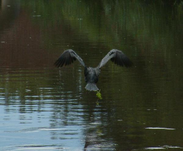 European Shag European Shag