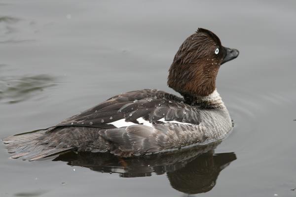 Common Goldeneye