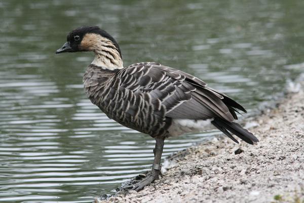 Hawaiian Goose