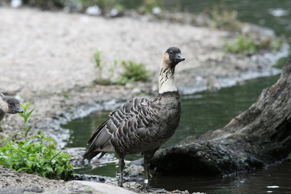 Hawaiian Goose