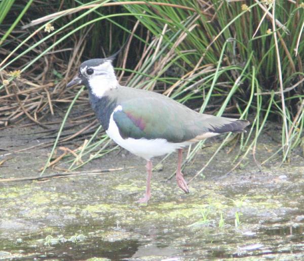 Lapwing Lapwing
