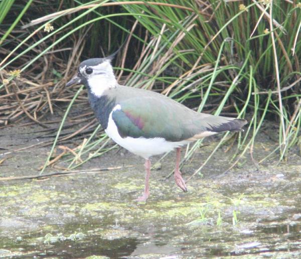 Lapwing