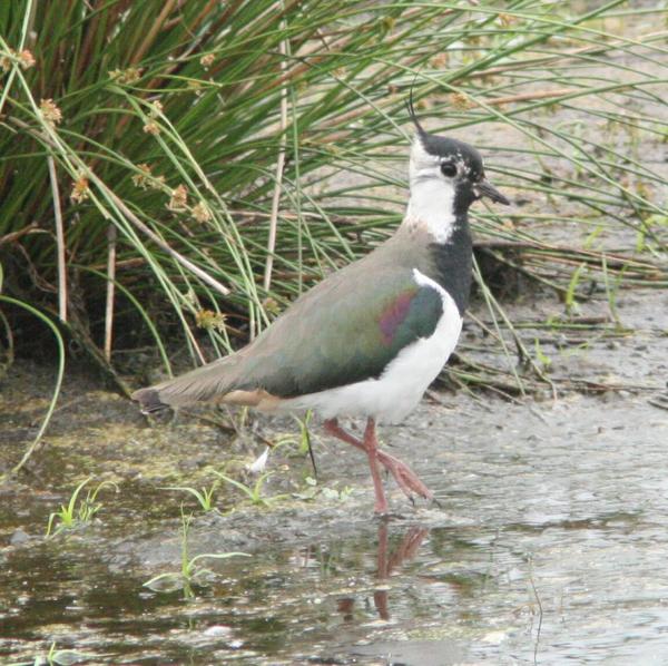 Lapwing Lapwing