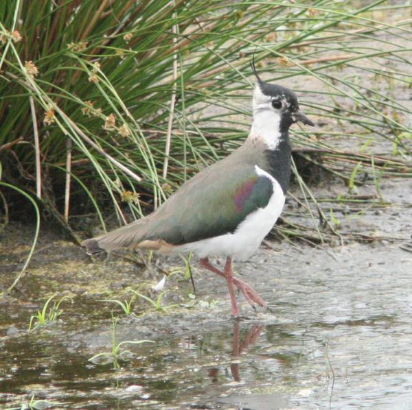 Lapwing