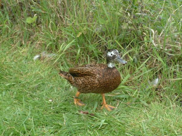 Laysan Teal