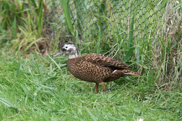 Laysan Teal