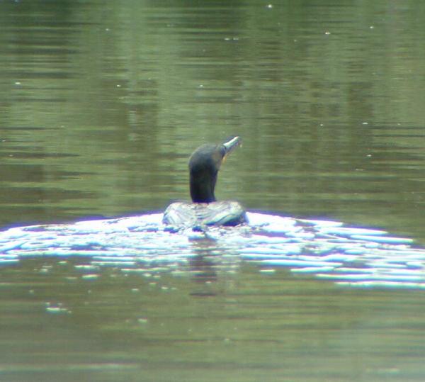 European Shag European Shag