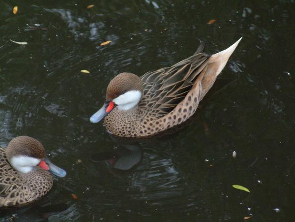 Lesser White-cheeked Pintail Lesser White-cheeked Pintail