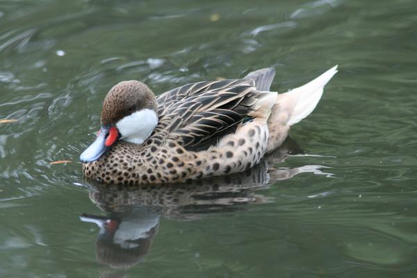Lesser White-cheeked Pintail Lesser White-cheeked Pintail