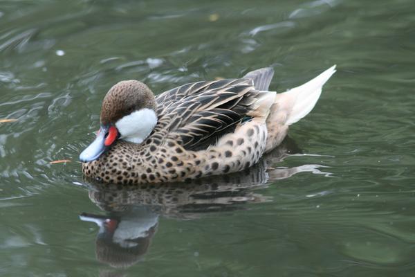 Lesser White-cheeked Pintail