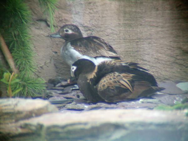 Long-tailed Duck